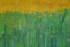 Image of Field, May