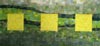Image of Rape Fields